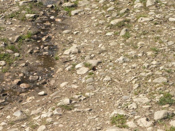 P1170241