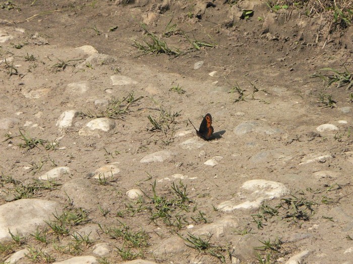 P1170245