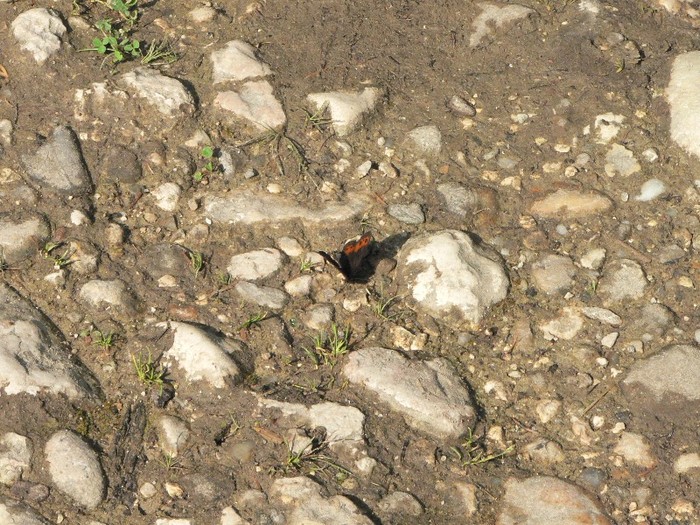 P1170249