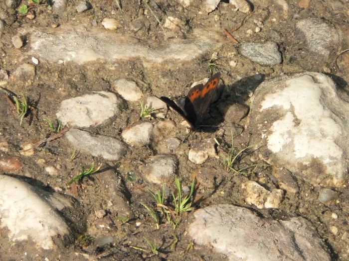 P1170250