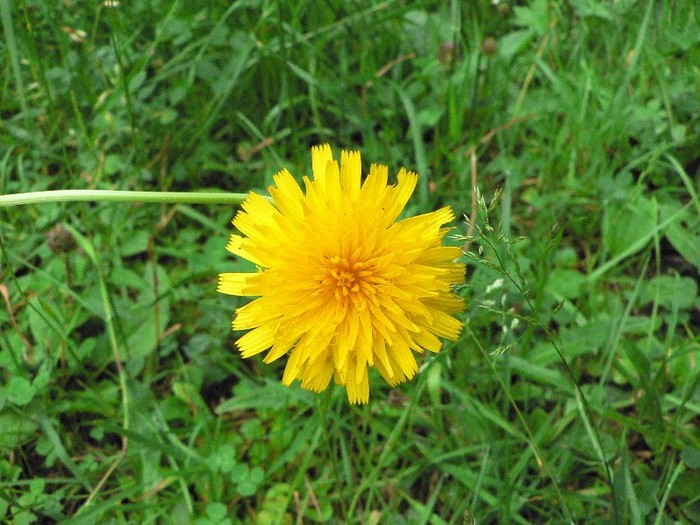 P1170274