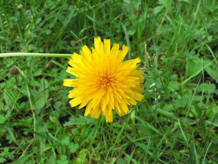 P1170275