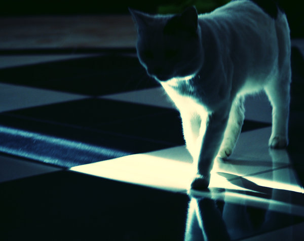 Cat_by_jennifah - poze cu pisicutze