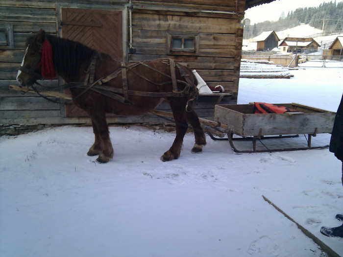 IMG_20111220_094452 - Caii mei