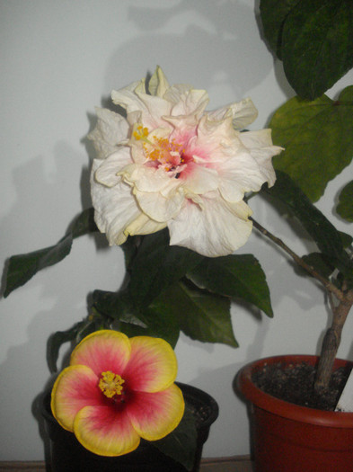 DSC01532 - HIBISCUS 2012