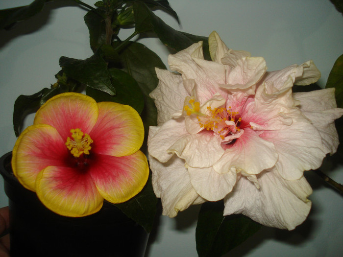 comparatie... - HIBISCUS 2012