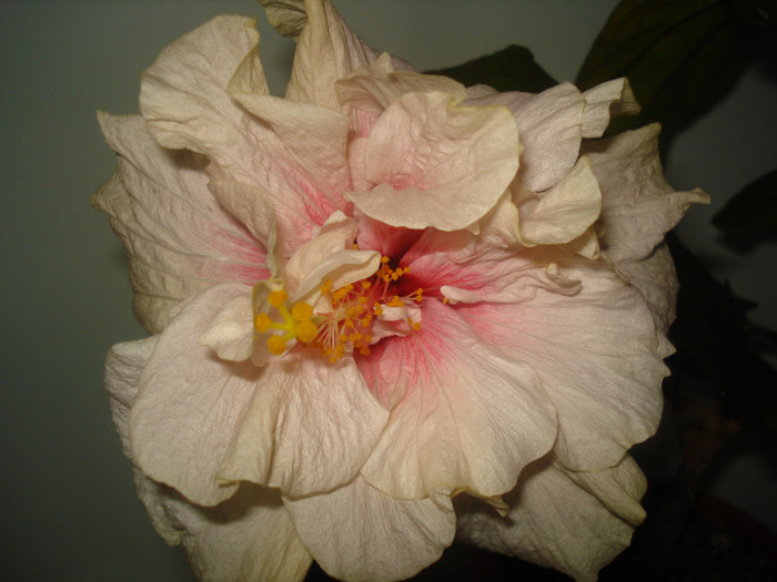 DSC01541 - HIBISCUS 2012