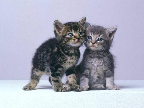 ce pisici mici - Poze amuzante cu pisici