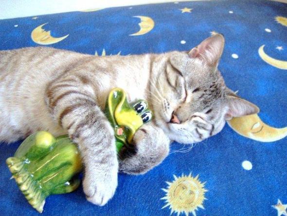doarme pe un pat ne mai visat pisicuta lili - Poze amuzante cu pisici