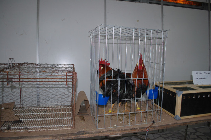 DSC_8666 - Expo 2012 Arges