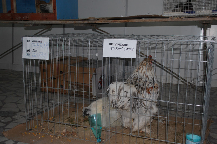 DSC_8670 - Expo 2012 Arges