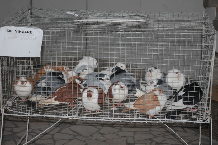 DSC_8677 - Expo 2012 Arges