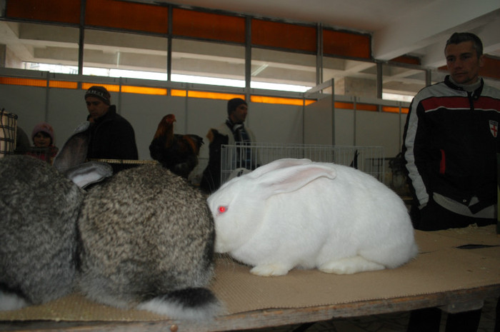 DSC_8680 - Expo 2012 Arges