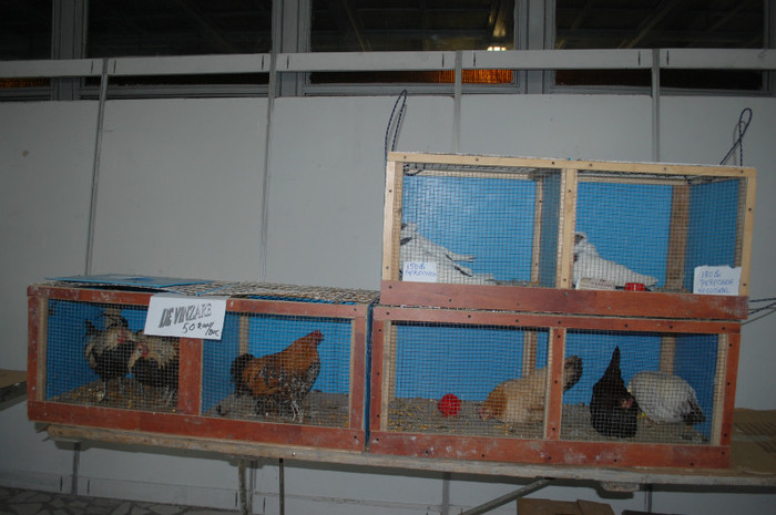 DSC_8689 - Expo 2012 Arges