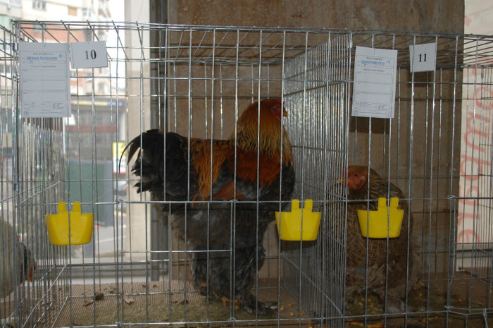 DSC_8696 - Expo 2012 Arges