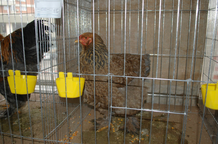 DSC_8697 - Expo 2012 Arges