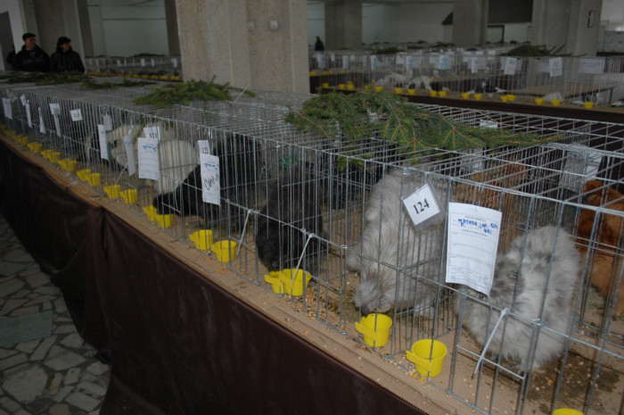 DSC_8701 - Expo 2012 Arges