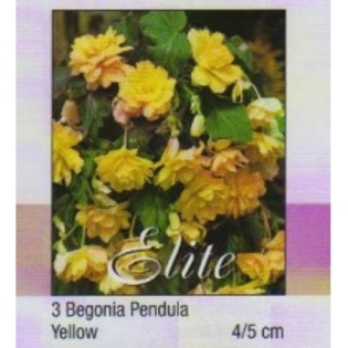 begonia curgatoare yellow - x comanda atlasplant 2012