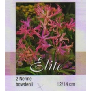 nerine bowdenii