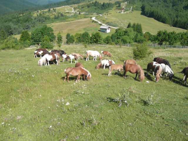 PONEI DE VANZARE - ponei de vanzare