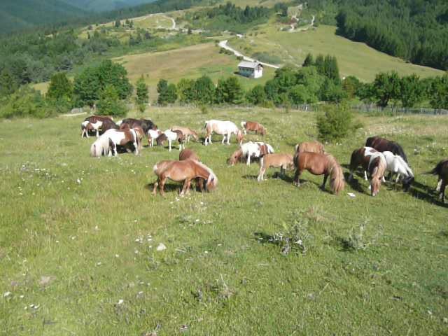 PONEI DE VANZARE; trupa Robin Hood:):)
