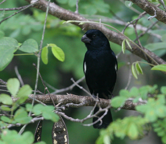 mugurar negru de cuba