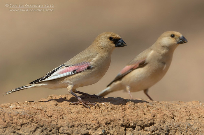 Mugurari de Lichtenstein