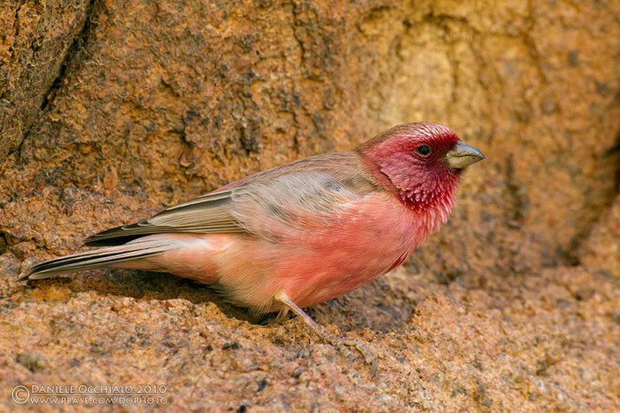 Mugurar de Sinai