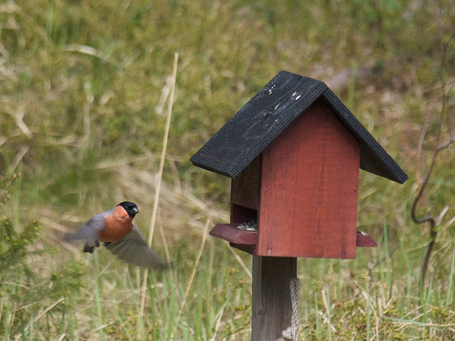 2519020838_e4606a18c1