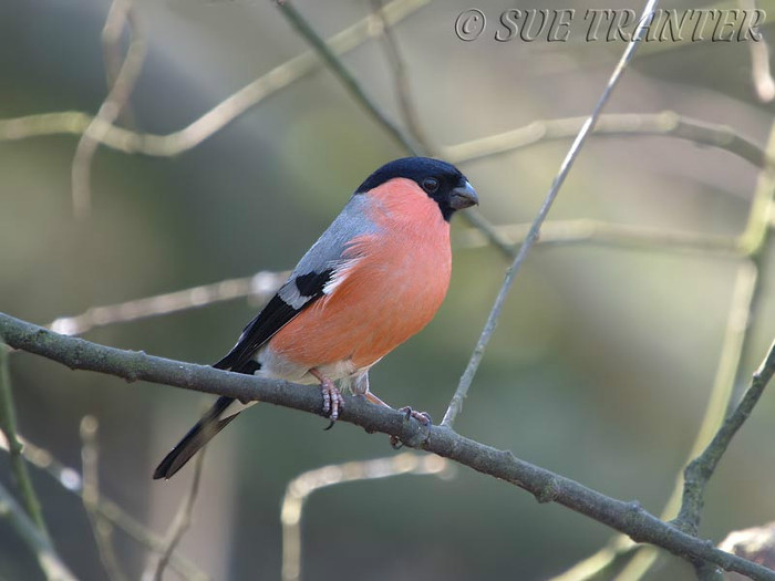 Bullfinch1