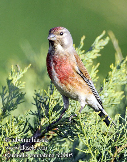 carduelis_cannabina_fc0005