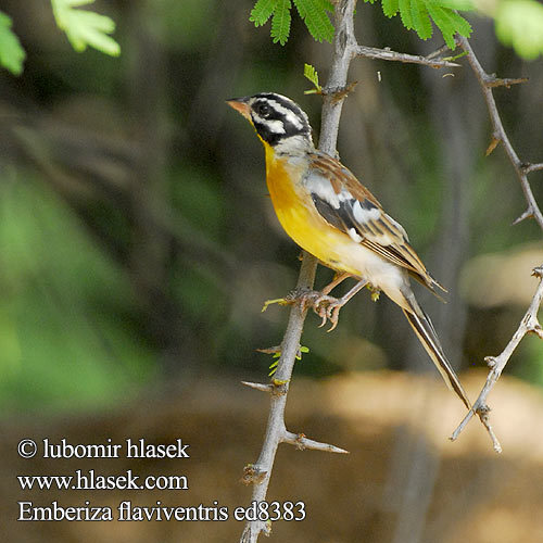 emberiza_flaviventris_ed8383