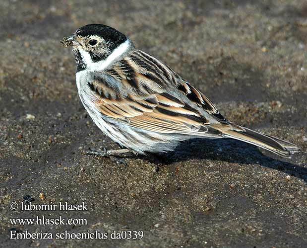 emberiza_schoeniclus_da0339