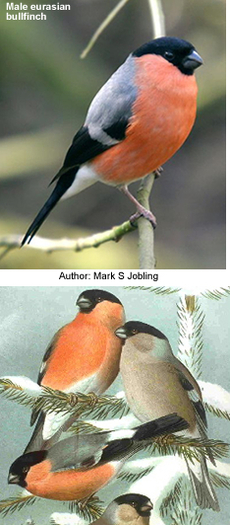 eurasianbullfinch