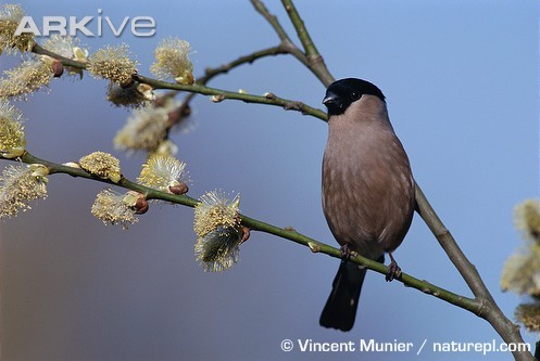 Female-bullfinch-