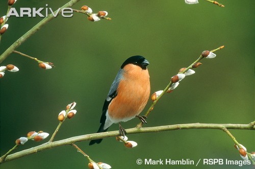 Front-view-of-male-bullfinch-on-pussy-willow - pasari alex