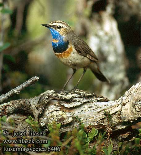 luscinia_svecica_6406