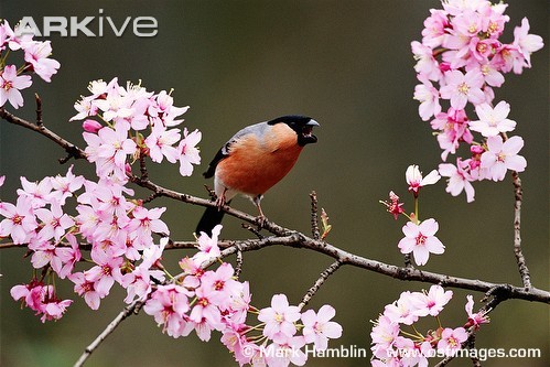 Male-bullfinch-calling