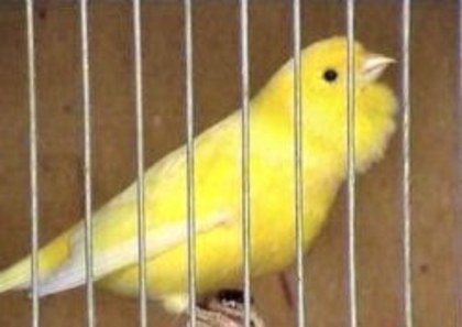 Malinois nervos - pasari alex