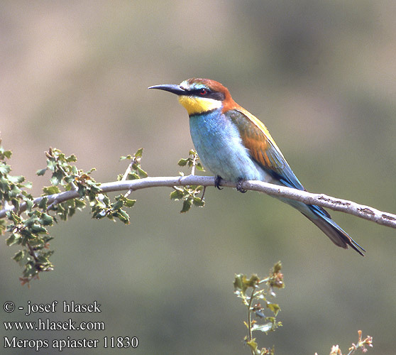 prigorie mascul - pasari alex