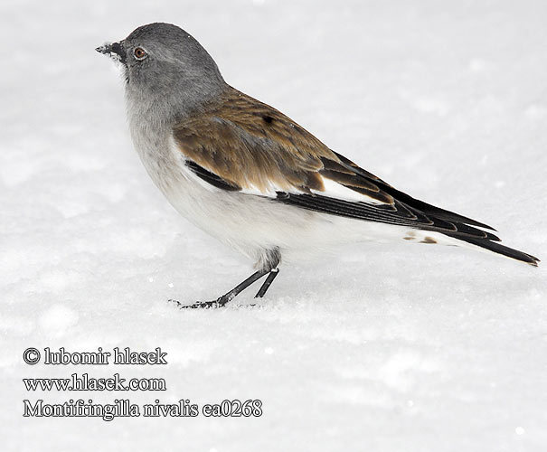 cinteza siberiana - pasari alex