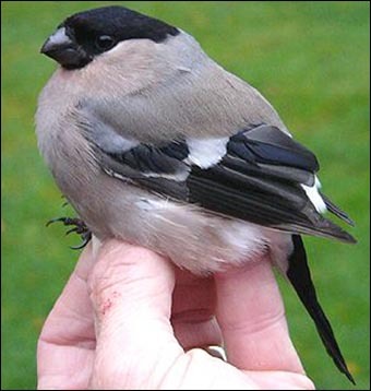 mugurar siberian femela - pasari alex