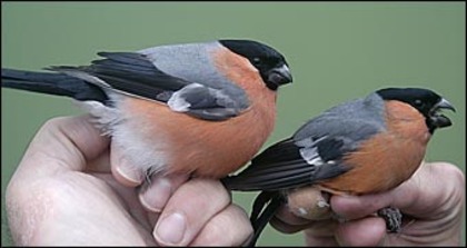 mugurari siberia si europa - pasari alex