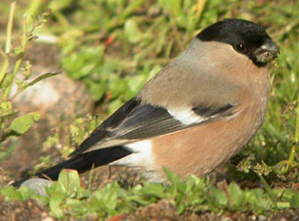 mugurar european femela - pasari alex