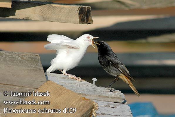 cosarel cu pui albinos