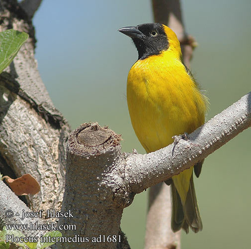 ploceus_intermedius_ad1681