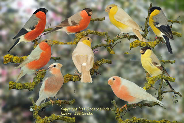 mutatii de culoare la mugurari