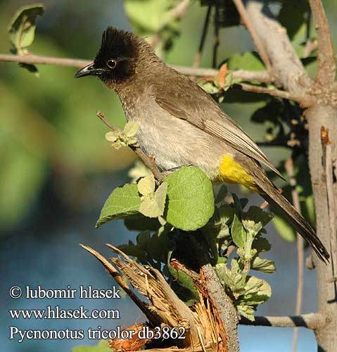 pycnonotus_tricolor_db3862
