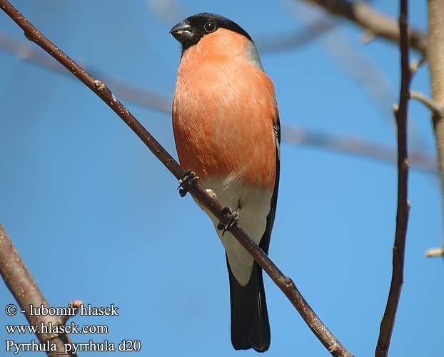 pyrrhula_pyrrhula_d20