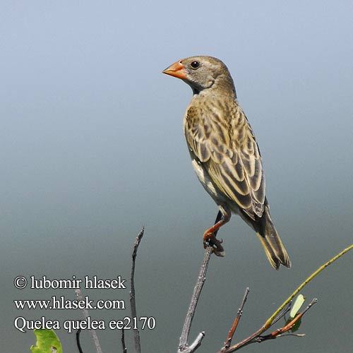 quelea_quelea_ee2170
